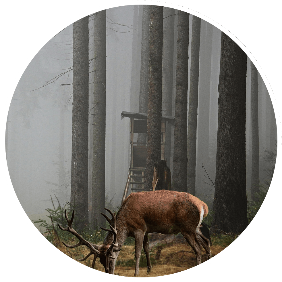 Kreisjagdverband Oberallgäu Reh im Wald