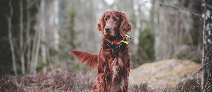 Kreisjagdverband Oberallgäu Aktuelles Jagdhunde Ausbildung