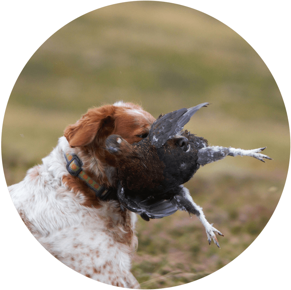 Kreisjagdverband Oberallgäu Hund