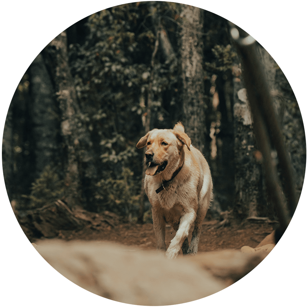 Kreisjagdverband Oberallgäu Hund