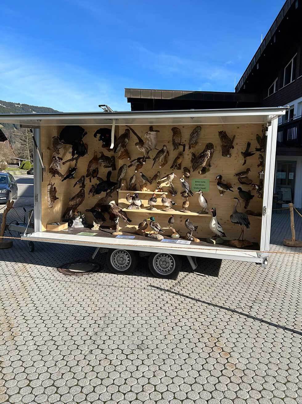 Kreisjagdverband Oberallgäu Präparate Mobil