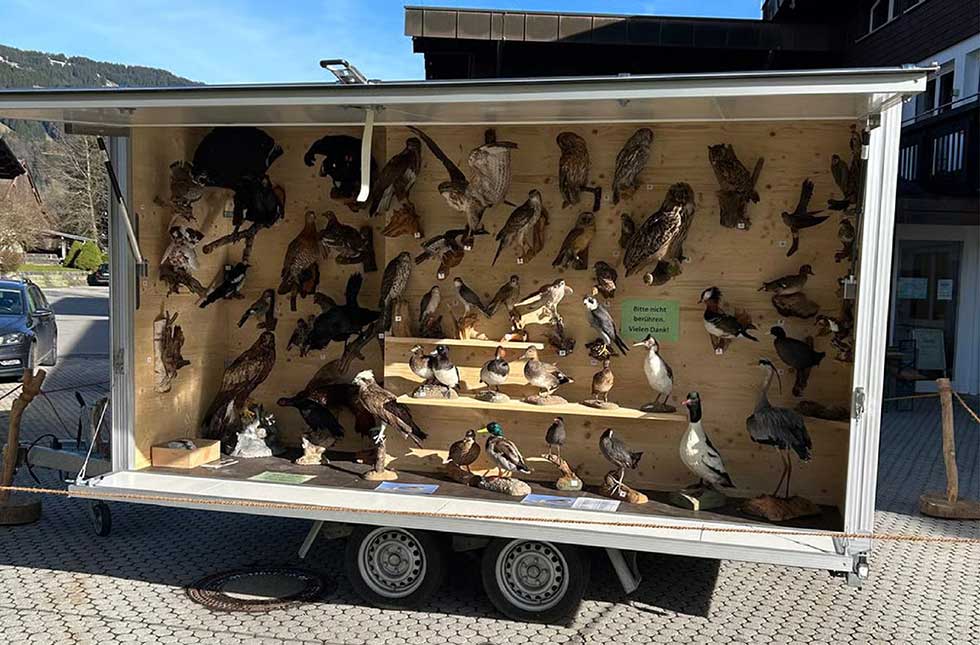 Kreisjagdverband Oberallgäu Präparate Mobil