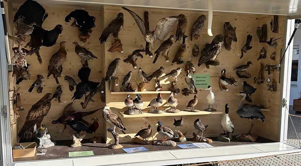 Kreisjagdverband Oberallgäu Präparate Mobil